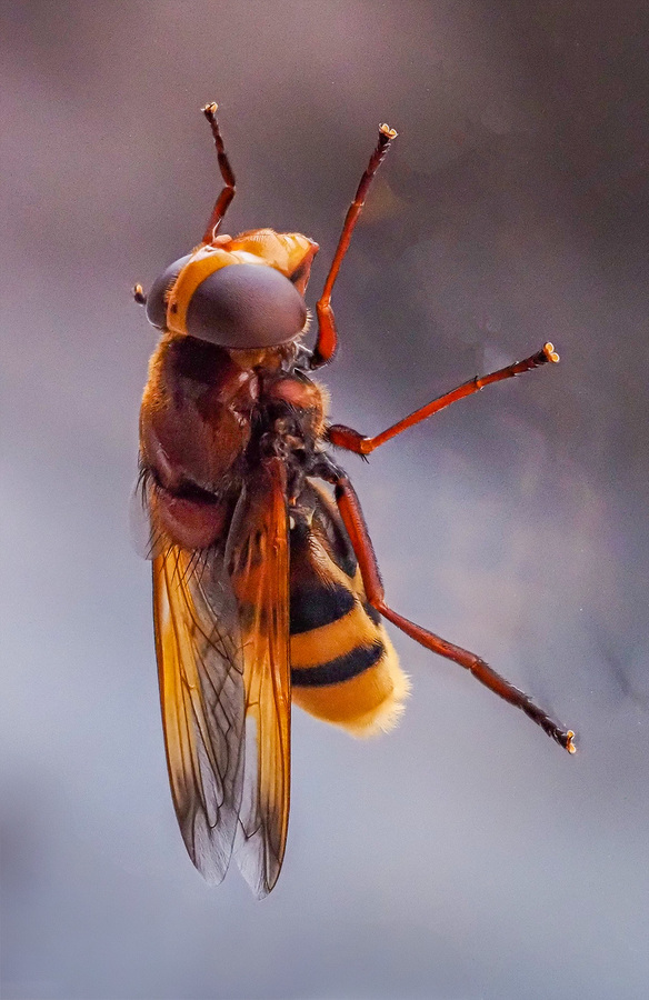 Hornet Mimic Hoverfly.